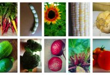 All in the plant family: vegetable classification and cultivation