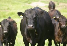 How to identify common breeds of beef cattle