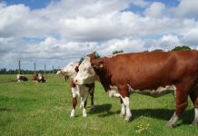 Free curriculum teaches students about agriculture cattle