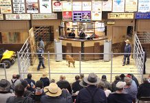 Auction barns adapt to changing markets Mt. Hope Auction