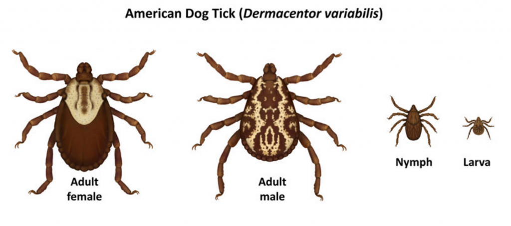 American dog tick