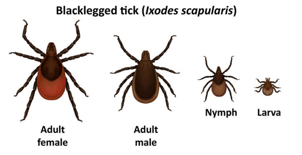 Blacklegged deer tick