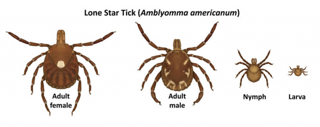 lone star tick