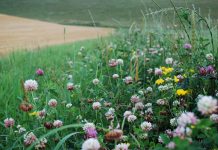 Biodiversity can benefit your farm