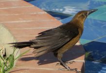 Lazy cowbirds let others hatch, feed young