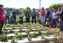 Researchers put soil balancing to test Produce tour at Artisan Acres