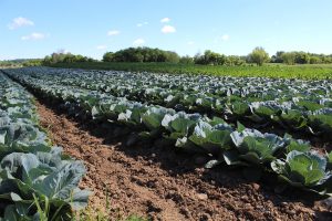 Cabbage at Artisan Acres