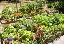 How to build a raised bed garden