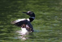 Annual outing to Lake Temagami