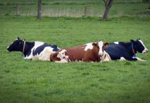 Dairy Margin Coverage sign-ups begin Oct. 12 cows