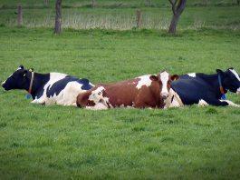 5 tips to prevent dairy cow foot problems cows