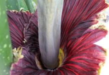 Kansas State’s corpse flower finally blooms