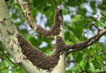 Has anyone seen any tent caterpillars?