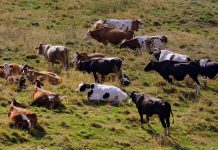 Screwworm still a serious threat to livestock