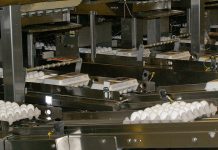 Egg prices good for consumers, bad for farmers eggs on conveyor