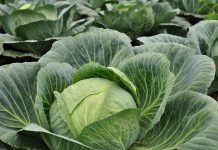 How to avoid early season pests in your vegetable garden