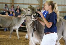 Ohio hosts national Brown Swiss convention Brown Swiss convention