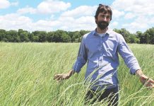 Kernza could be promising grain, forage crop Kernza crop