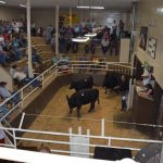 United Producers hold annual fat cattle show