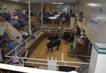 United Producers hold annual fat cattle show