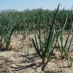 OSU plans muck crop field day