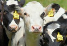 Design the cattle herd you want cow