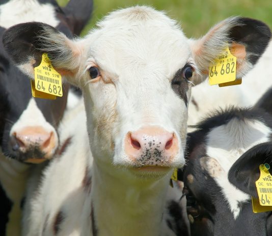 Design the cattle herd you want cow