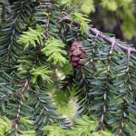 Hemlock pest discovered in Scioto County