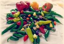 Hot off the press: It’s pepper season!
