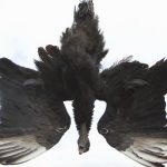 Black vulture attacks on the rise Black vulture effigy