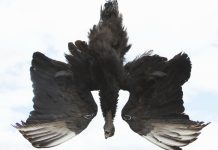Managing black vultures presents new challenges for Ohio farmers Black vulture effigy