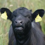 Beef markets stabilize, but still lower cow