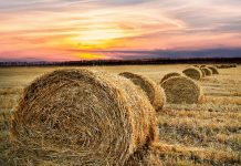 A history of the Farm Security Administration