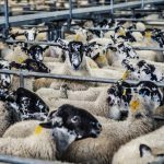 Sheep industry educates on wool website