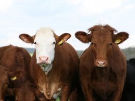 5 tips to ensure livestock health before the fair