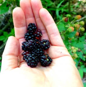 wild blackberries