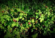 How to find and harvest wild blackberries