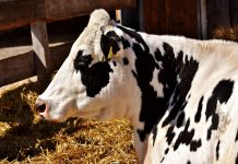 7 tips for healthy fair animals