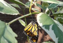 How to find and raise Monarch caterpillars