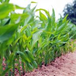 Women in Agribusiness award Nomination deadline is Aug. 16