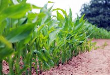 Women in Agribusiness award Nomination deadline is Aug. 16