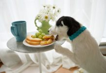 Careful: Some People Foods Just Aren’t Good For Dogs