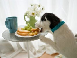 Careful: Some People Foods Just Aren’t Good For Dogs