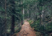 Wayne County’s Tom Bahl receives Ohio Horseman’s Council award