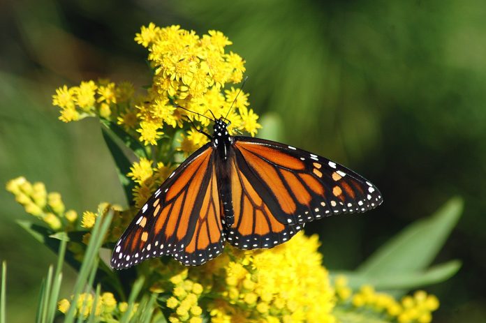 monarch butterfly