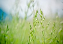 How to rid infected tall fescue