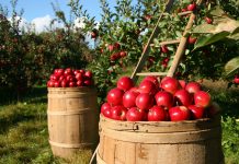 Now is the time to prune your fruit trees orchard