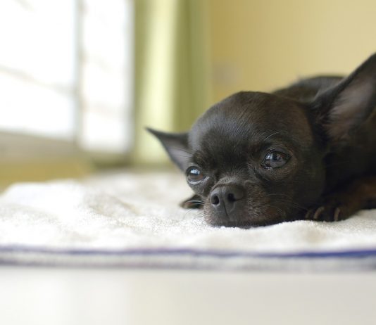 How to get rid of fleas