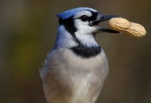 Prepare now for the arrival of blue jays