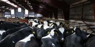 Farmers invited to discuss Pa. dairy study